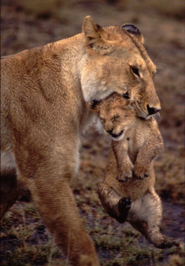 ライオンの母子
