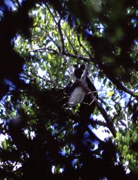 樹上のコロブス・モンキー